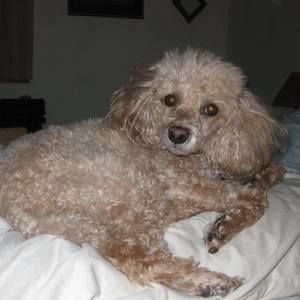 Meet your Posher, Gingy